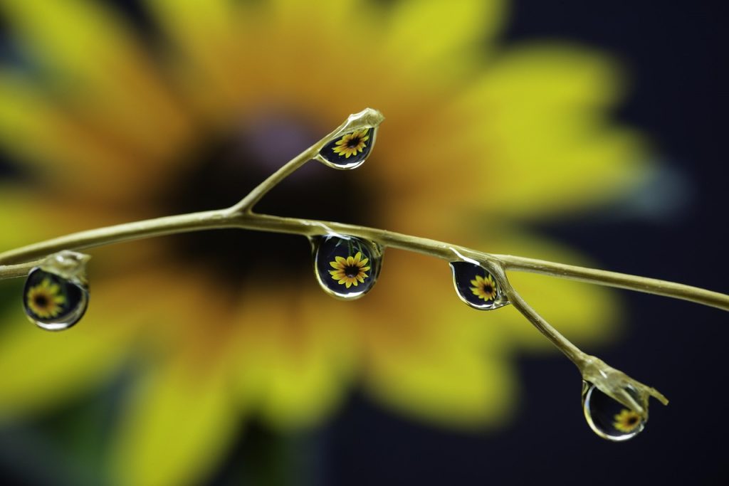 droplets, reflection, flower, plant, flower wallpaper, beautiful flowers, purity, dew, dewdrops, nature, flower background, closeup, macro